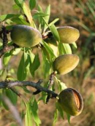 Common almond